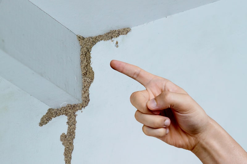 Termite mud tubes running up an interior wall