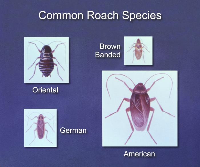 Illustration comparing four household cockroach species: oriental, brown-banded, German and American cockroach