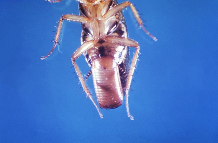 Female German cockroach carrying an egg case (ootheca) at the tip of her abdomen