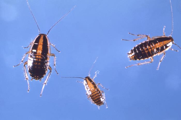 Three German cockroach nymphs at different growth stages, showing how young cockroaches hatch after treatment